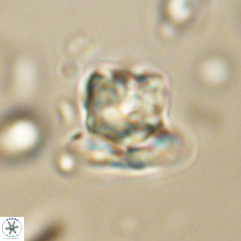 Heliolithus knoxii 69461