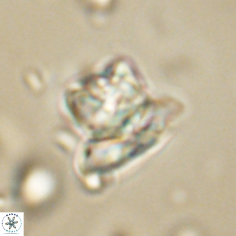 Heliolithus knoxii 69462