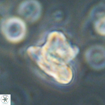 Heliolithus knoxii 69465