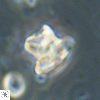 Heliolithus knoxii 69466