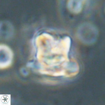 Heliolithus knoxii 69467
