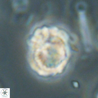 Heliolithus knoxii 69471