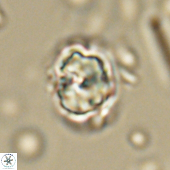 Heliolithus knoxii 69472