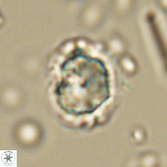 Heliolithus knoxii 69474
