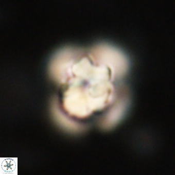Heliolithus knoxii 69475
