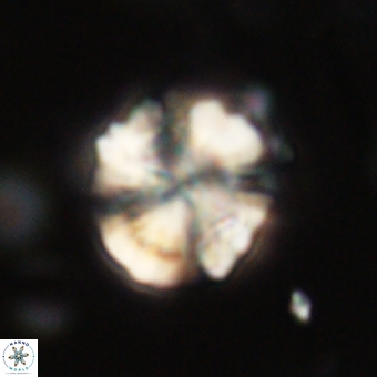 Heliolithus knoxii 69478