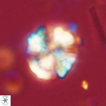 Heliolithus knoxii 69479