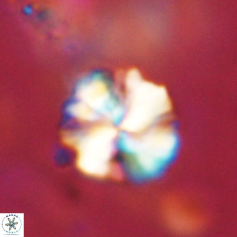 Heliolithus knoxii 69480