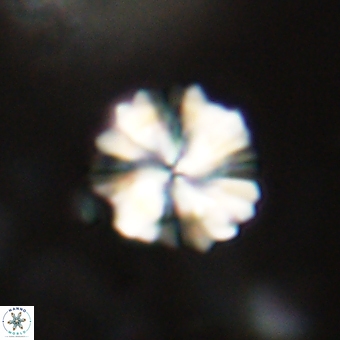 Heliolithus knoxii 69481
