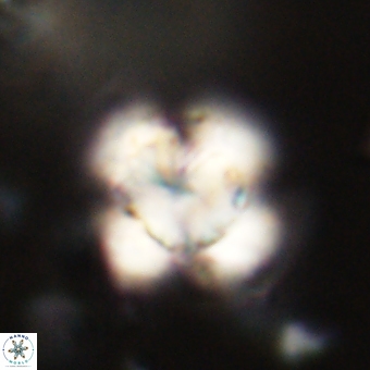 Heliolithus knoxii 69483