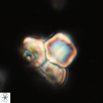Heliolithus knoxii 69398