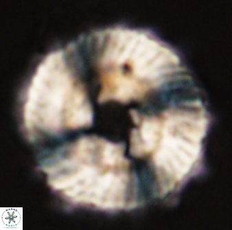 Heliolithus magnificus 56293