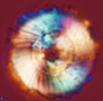 Heliolithus magnificus 56300