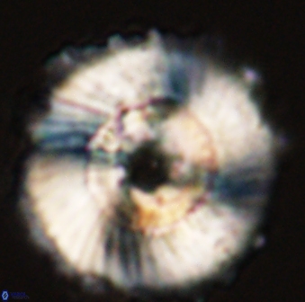 Heliolithus magnificus 56301