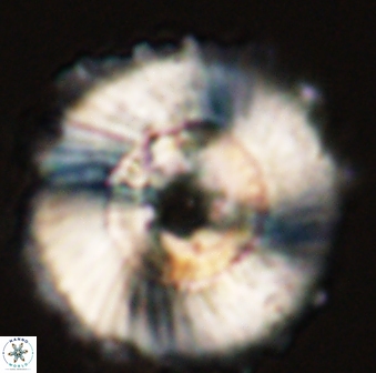 Heliolithus magnificus 56301
