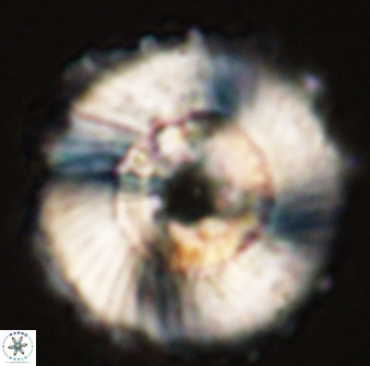 Heliolithus magnificus 56302