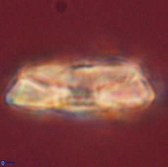 Heliolithus magnificus 56315