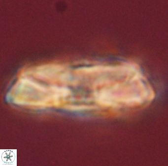 Heliolithus magnificus 56315