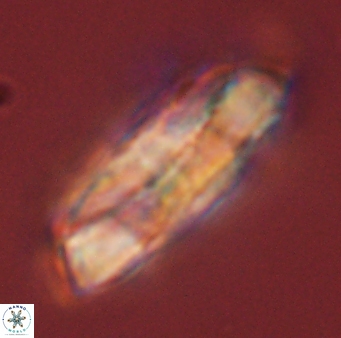 Heliolithus magnificus 56316