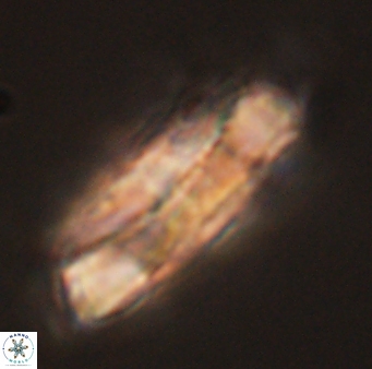 Heliolithus magnificus 56317