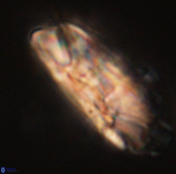 Heliolithus magnificus 56326