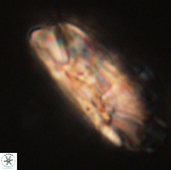 Heliolithus magnificus 56326