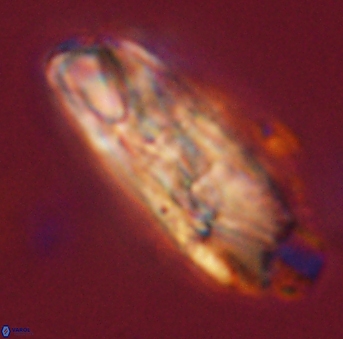 Heliolithus magnificus 56327