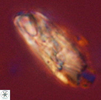 Heliolithus magnificus 56327