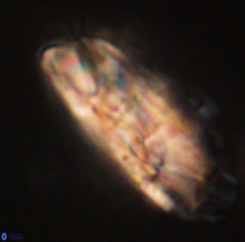 Heliolithus magnificus 56328
