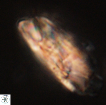 Heliolithus magnificus 56328