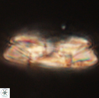 Heliolithus magnificus 56329