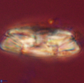Heliolithus magnificus 56330