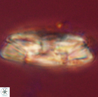 Heliolithus magnificus 56330