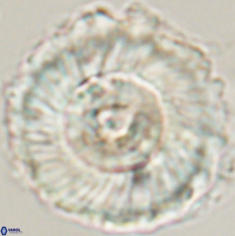 Heliolithus magnificus 56345