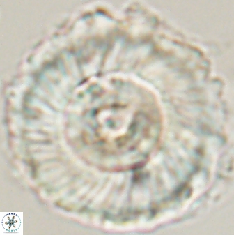 Heliolithus magnificus 56345