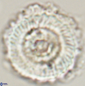 Heliolithus magnificus 56346