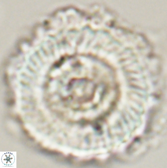 Heliolithus magnificus 56346