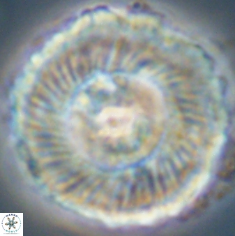Heliolithus magnificus 56347