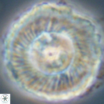 Heliolithus magnificus 56348