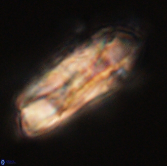 Heliolithus magnificus 56342