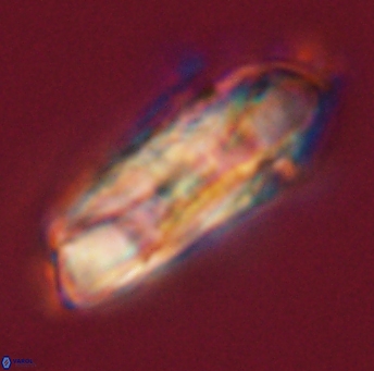 Heliolithus magnificus 56343