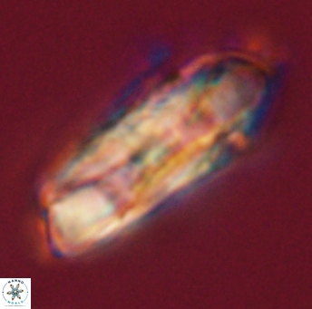 Heliolithus magnificus 56343