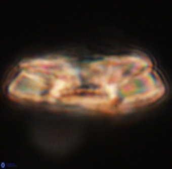 Heliolithus magnificus 56356
