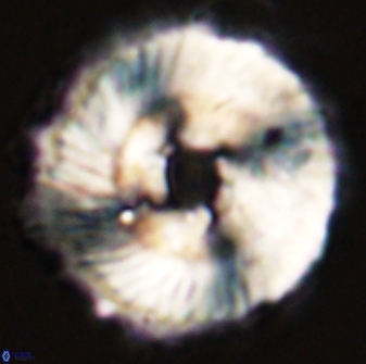 Heliolithus magnificus 56351