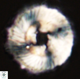 Heliolithus magnificus 56351