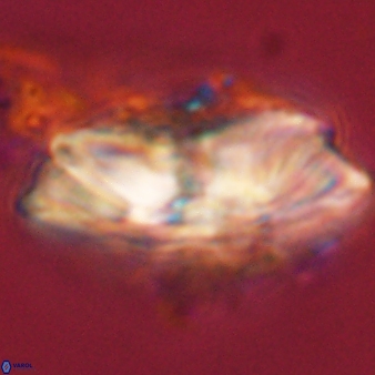 Heliolithus magnificus 57965