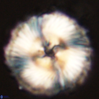 Heliolithus magnificus 57976