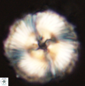 Heliolithus magnificus 57976