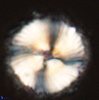 Heliolithus magnificus 57977