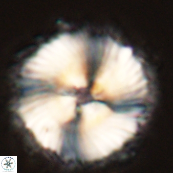 Heliolithus magnificus 57977